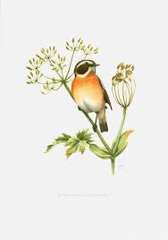 Attēlu rezultāti vaicājumam “Saxicola rubetra”