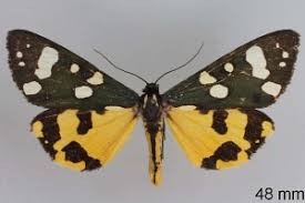 Attēlu rezultāti vaicājumam “Callimorpha dominula”