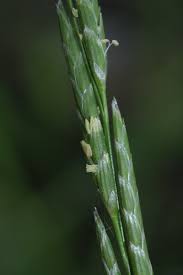 Attēlu rezultāti vaicājumam “Glyceria fluitans”