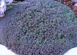 Attēlu rezultāti vaicājumam “Sedum hispanicum flower”