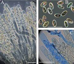 Attēlu rezultāti vaicājumam “Peziza ammophila”