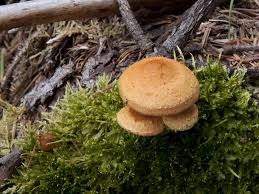 Attēlu rezultāti vaicājumam “Pholiota flammans”