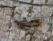 Attēlu rezultāti vaicājumam “Epinotia brunnichana”