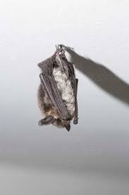 Attēlu rezultāti vaicājumam “Vespertilio murinus”