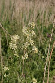 Attēlu rezultāti vaicājumam “Thalictrum flavum bud”