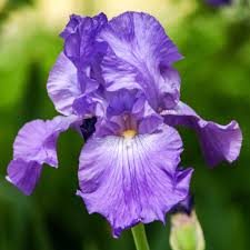 Image result for Iris