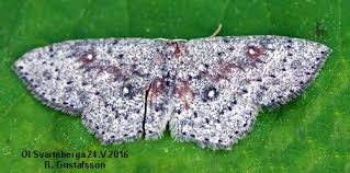 Attēlu rezultāti vaicājumam “Cyclophora albipunctata”