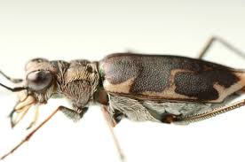 Attēlu rezultāti vaicājumam “Cicindela sylvatica imago”