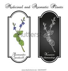 Attēlu rezultāti vaicājumam “Veronica chamaedrys leaf”