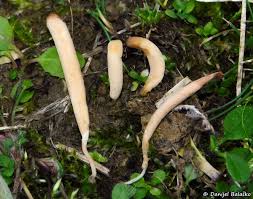 Attēlu rezultāti vaicājumam “Clavaria argillacea”