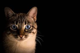 Afbeeldingsresultaat voor katten