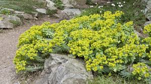 Image result for Wolfsmilch