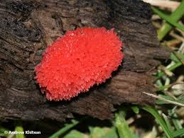 Attēlu rezultāti vaicājumam “Tubifera ferruginosa (subsp. ferruginosa)”