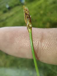 Attēlu rezultāti vaicājumam “Eleocharis uniglumis flower”