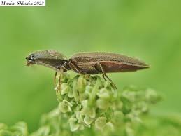 Attēlu rezultāti vaicājumam “Athous sp.”