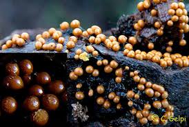 Attēlu rezultāti vaicājumam “Trichia botrytis var. cerifera”