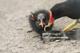 Attēlu rezultāti vaicājumam “Gallinula chloropus juvenile”