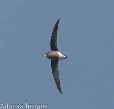 Image result for Hirundapus caudacutus