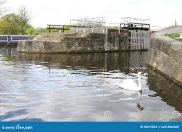 Image result for South Yorkshire Swans