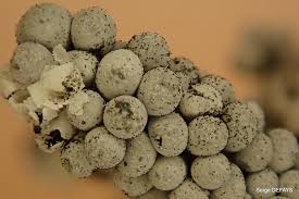 Attēlu rezultāti vaicājumam “Badhamia capsulifera”