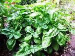 File:Basil-Basilico-Ocimum basilicum-albahaca.jpg - Wikimedia Commons