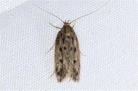 Attēlu rezultāti vaicājumam “Oecophoridae”