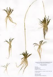 Attēlu rezultāti vaicājumam “Lobelia dortmanna”