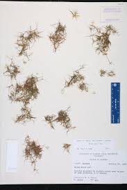 Attēlu rezultāti vaicājumam “Najas minor”