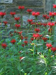 Image result for Monarda didyma