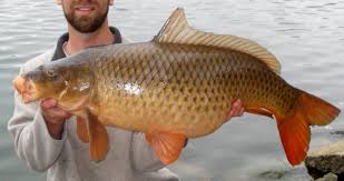 Image result for Cyprinus carpio