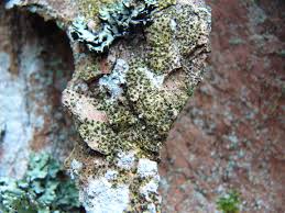 Attēlu rezultāti vaicājumam “Arthonia vinosa”