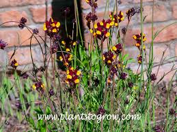 Attēlu rezultāti vaicājumam “Linaria loeselii”