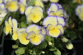 Attēlu rezultāti vaicājumam “Viola x williamsii”