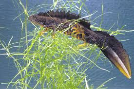 Attēlu rezultāti vaicājumam “Triturus cristatus”