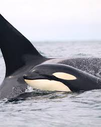 Image result for Orcinus orca