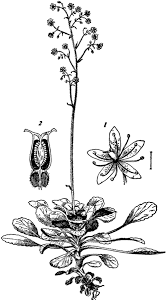 Attēlu rezultāti vaicājumam “Saxifragaceae”