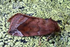 Attēlu rezultāti vaicājumam “Cosmia pyralina”