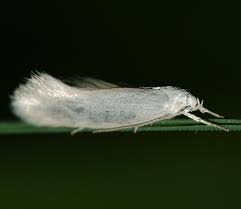 Attēlu rezultāti vaicājumam “Elachista argentella”