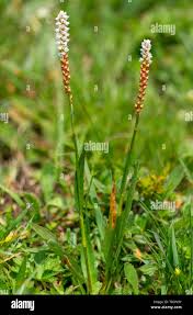 Attēlu rezultāti vaicājumam “Bistorta vivipara”