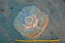 Image result for Cyanea capillata
