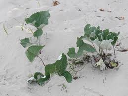 Attēlu rezultāti vaicājumam “Petasites spurius”