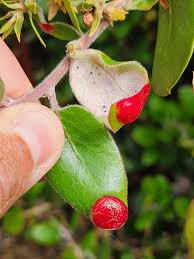 Attēlu rezultāti vaicājumam “Exobasidiales”