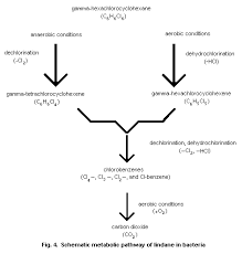 Attēlu rezultāti vaicājumam “Cinclidotus danubicus cells”