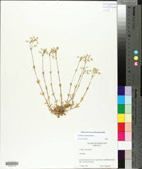 Attēlu rezultāti vaicājumam “Cerastium semidecandrum leaf”