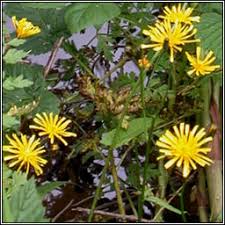 Attēlu rezultāti vaicājumam “Crepis paludosa leaf”