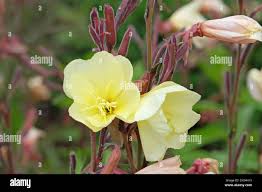 Image result for Oenothera odorata