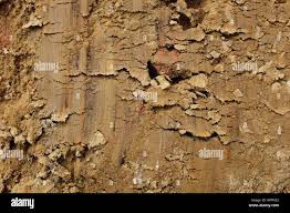 Image result for Newdigate Clays