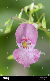 Attēlu rezultāti vaicājumam “Impatiens glandulifera fruit”