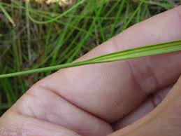 Attēlu rezultāti vaicājumam “Cladium mariscus bud”