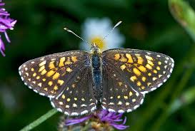 Attēlu rezultāti vaicājumam “Melitaea diamina underside”